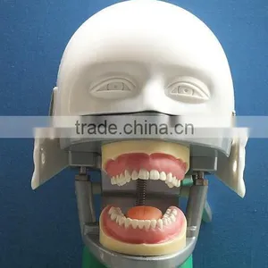 Dental Manikin Phantom Head/Dental Training Head Simulator Manikin With Torso for Student thumbnail-2
