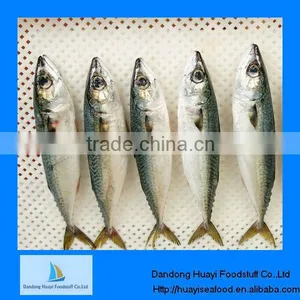 Frozen Seafood Indian Mackerel thumbnail-1