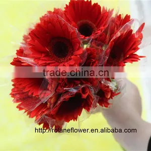 Superb High Quality Dubai Fresh Flower Red Color Gerbera With High Quality thumbnail-1