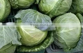 Cabbage thumbnail-2