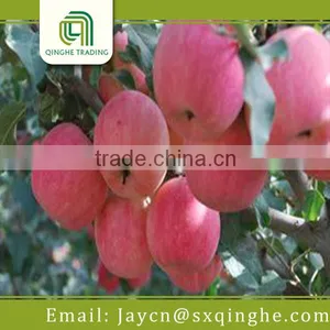 Apple Fruit, Fuji Apple From China thumbnail-3