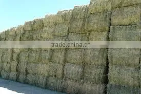 Straw Hay Bale, Wheat Hay Bale, Wheat Straw Hay, Feeding Straw Hay, Wheat Hay Straw thumbnail-1