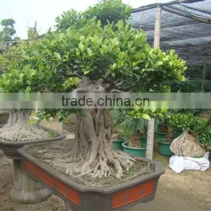Artistic Best Bonsai of Ficus Microcarpa thumbnail-2