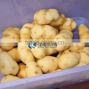 Commercial Turnip Fruit Vegetable Washing and Peeling Potato Ginger Washer and Peeler Machine thumbnail-3