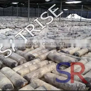 Hot Sale From China Professional Manufacturer Shiitake Mushroom Log thumbnail-1