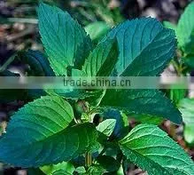 MENTHA PIPERITA ESSENTIAL OIL thumbnail-6