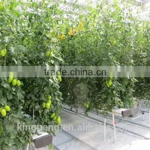High Quality Multi-span Glass Greenhouse With Hydroponic System thumbnail-3