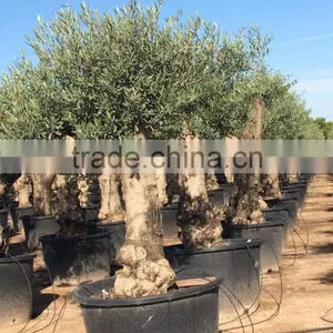Olive Tree - Olea Europaea "Hojiblanca" thumbnail-4