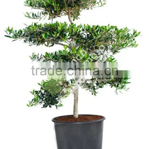 Olive Tree - Olea Europaea "Mini-Pompon" thumbnail-1