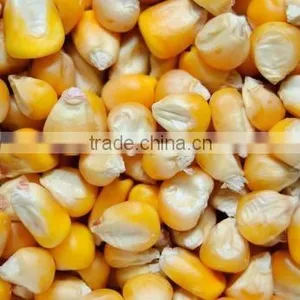 CORN thumbnail-1
