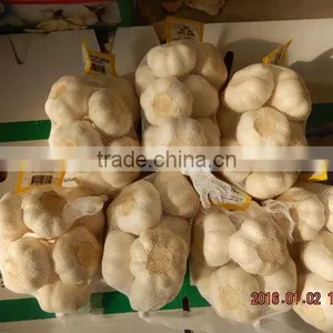 Garlic thumbnail-4