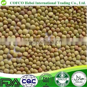 Green Lentils thumbnail-1