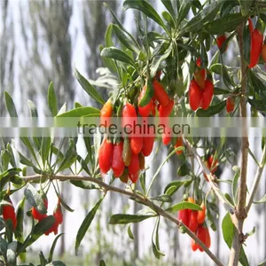 Ningxia Dried Wolfberry Wholesale for Lowering Blood Pressure thumbnail-3