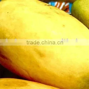 Chaunsa Mango thumbnail-1