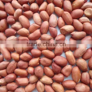 Shandong 2015 Crop Price of Peanut Seed thumbnail-2