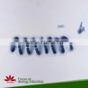 School Student Study Laboratory Botany Prepared Microslides Algae Individual Microscope Prepared Slide thumbnail-1