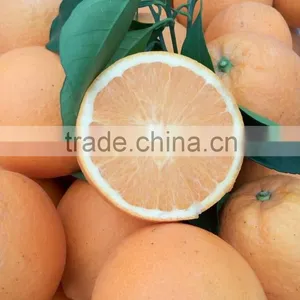 Fresh Gannan Navel Orange, Best Quality China Navel Orange thumbnail-3