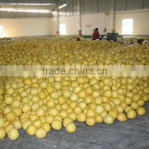 Chinese Fresh Sweet Honey Pomelo Grapefruit thumbnail-2