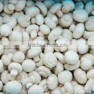 CHINA Frozen Champignon Mushroom Dice thumbnail-1