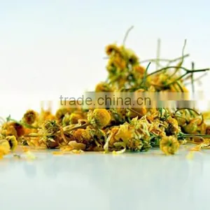 Organic Chamomile thumbnail-2