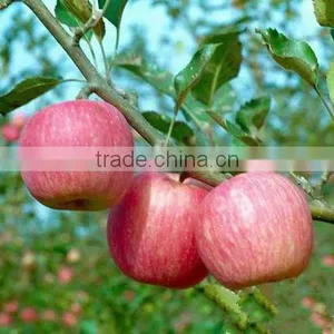 Fresh Fuji Apple With Best Price China Fuji Apple thumbnail-5