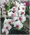 Beatiful Flower Phalaenopsis Orchid White Flower & Red Center Plant thumbnail-1