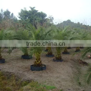Wholesale Outdoor Ornamental Decrotive Landscaping Phoenix Canariensis Palm Trees Plants thumbnail-4