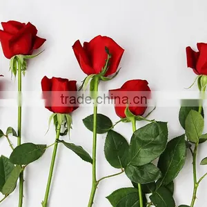 Cheap Fresh Red Rose Flowers With High Quality thumbnail-3