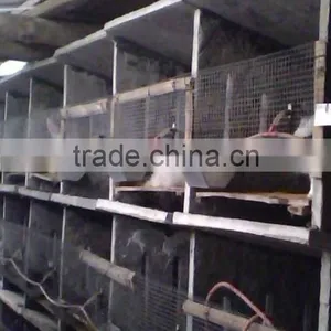 Best Selling Rabbit Drinker/nipple Drinker for Rabbit Poultry Farm Equipment thumbnail-2
