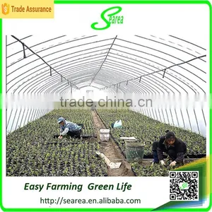 Single Span Vegetable Film Greenhouse for Sale thumbnail-1