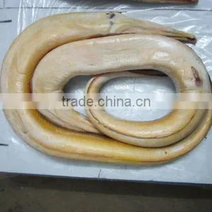 Conger Eel thumbnail-1