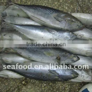 Frozen Bonito thumbnail-1