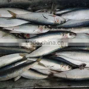 New Fish Seafood Sardine for Bait on Sale thumbnail-2