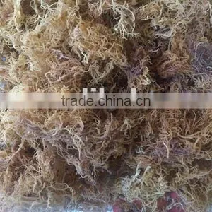 Euchema Spinosum ,Cottoni, Gracilaria Seaweeds thumbnail-1