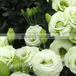 Right Season Fresh Green Eustomas With High Quality thumbnail-4