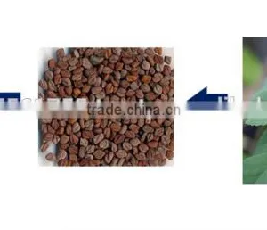 FENUGREEK EXTRACT thumbnail-4