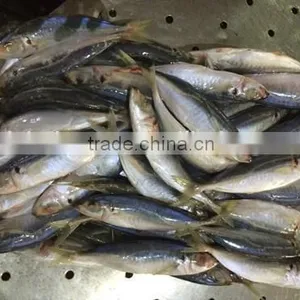 Frozen Mackerel Fish Equus Lacertus With Size 90 - 110 g / Pcs thumbnail-1