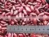 Red Speckled Kidney Beans thumbnail-1