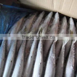Frozen Mackerel for Bait thumbnail-3