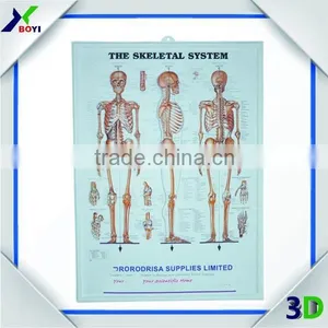 3D Embossed Plastic Medical Wall Posters, OEM 3D Anatomical Charts thumbnail-2