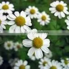 Approved Distillers of Pure Chamomile Oil thumbnail-1