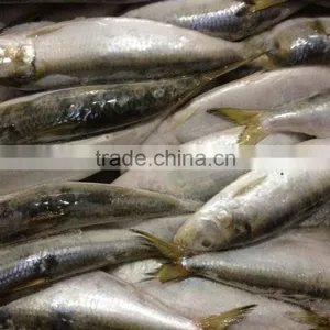 Hot Sale Fresh High Quality Sardine 140-160g,Lighting thumbnail-2