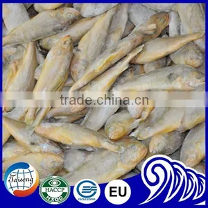 Frozen Seafood Frozen Yellow Croaker, Yellow Croaker Fish Price thumbnail-5