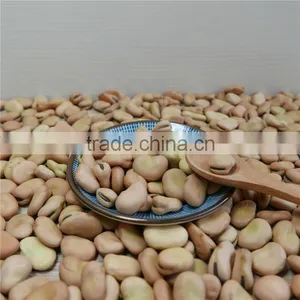 Broad Bean 2016 Crop Oil Bean High Quality thumbnail-4