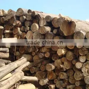 ACACIA/EUCALYPTUS WOOD CHIPS thumbnail-2