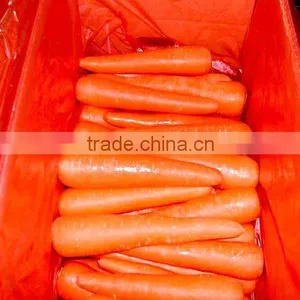 Carrot Planter thumbnail-1