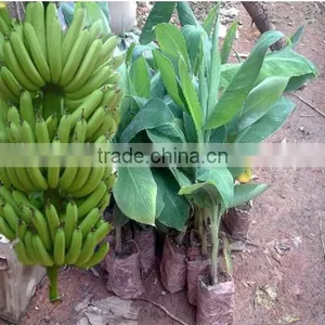 Banana Trees Seedling Nursery thumbnail-2
