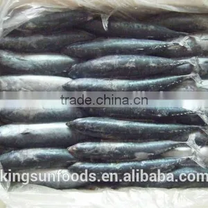 Export Whole Round Seafood Fish Wholesale Frozen Skipjack Sea Food Tuna Price Kingsun Foods thumbnail-2