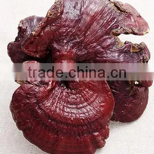 100% Organic Reishi Mushroom Extract Powder thumbnail-1