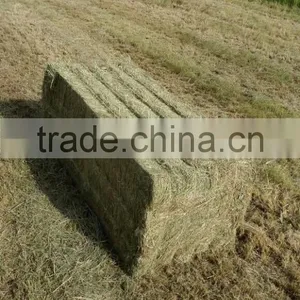 Rhods Grass thumbnail-5